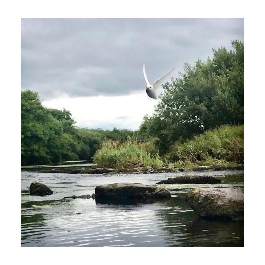 Dromdiah Lodge Killeagh Esterno foto